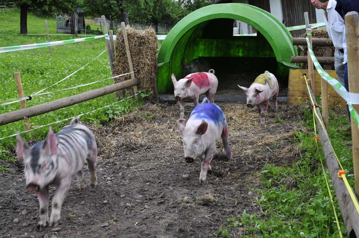 Schweinerennen Rennstart