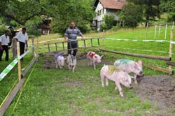 Schweinerenen zurueck an den Start