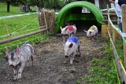 Schweinerennen Rennstart