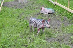 Dorffest Schweinerennen